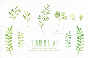 Tender Leaf Watercolor Clipart