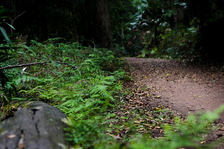The Walking Trail