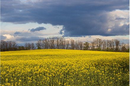beautiful field of rapeseed against, a Nature Photo by Pakosta