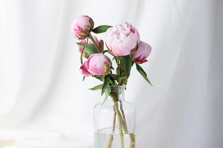 White linen and pink peony
