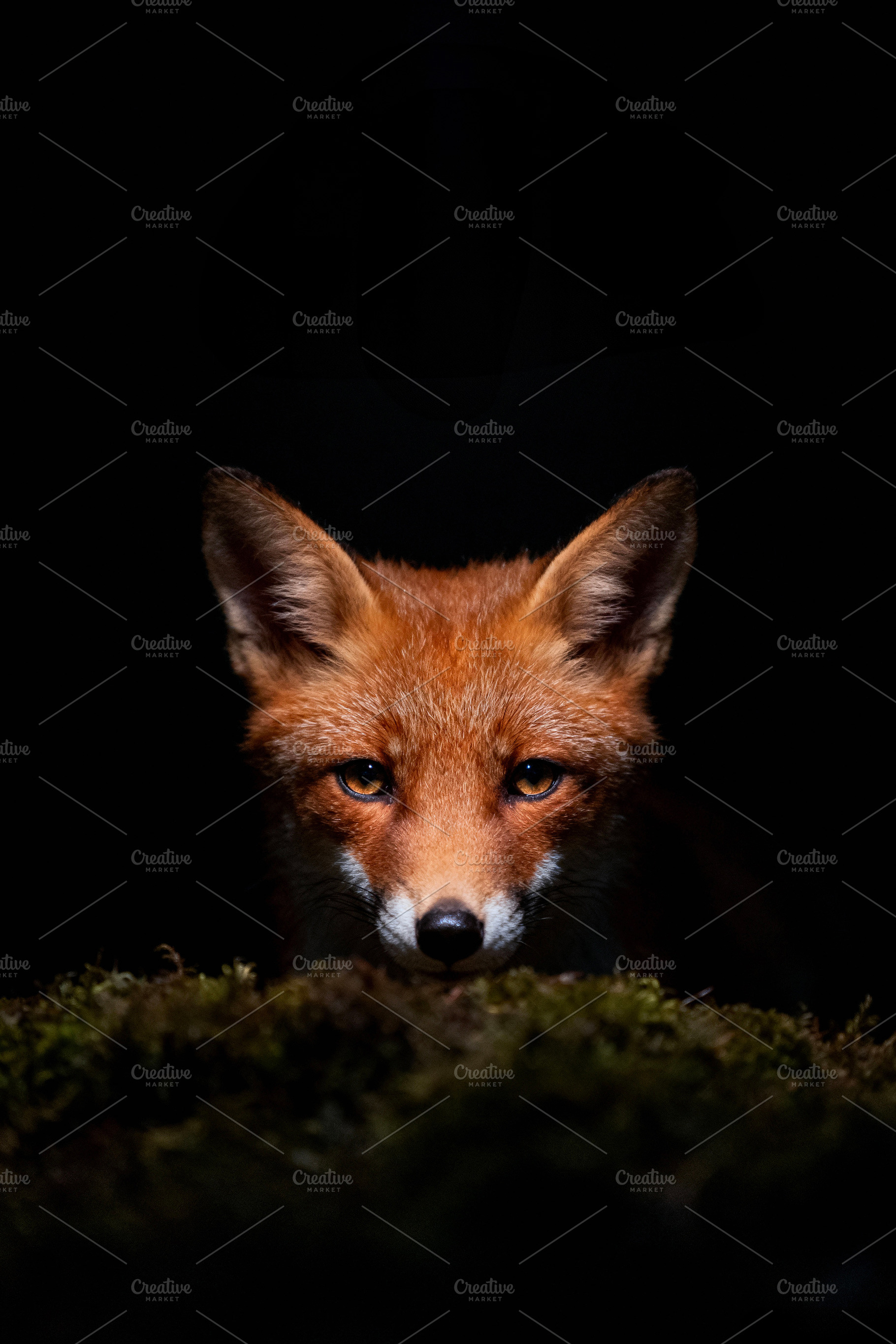 Intense Red Fox Gaze Portrait, an Animal Photo by Virgo Studio
