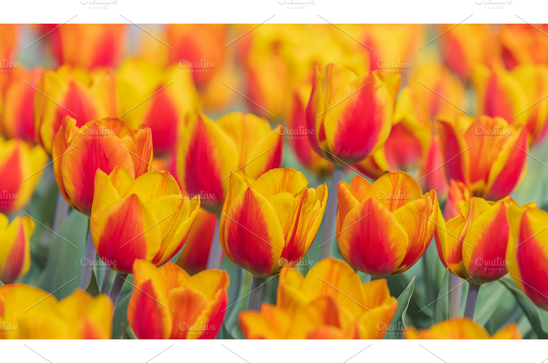 Bicolored red and yellow tulips in, a Nature Photo by Lukas Jonaitis SHOP