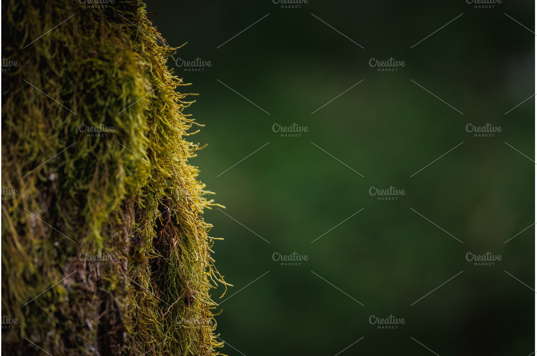 Background of tree bark with green, a Nature Photo by Lukas Jonaitis SHOP