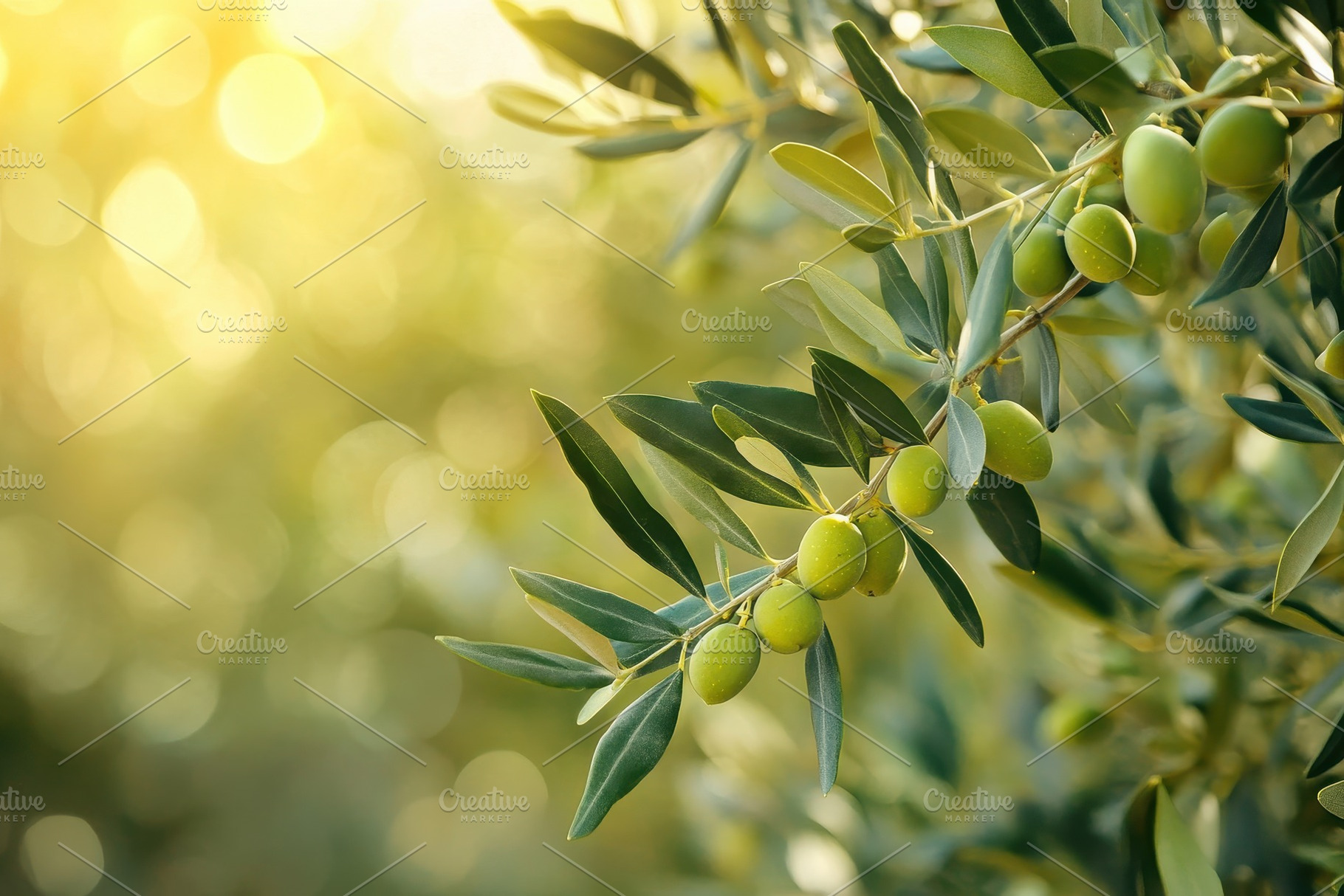 Olive trees with green leaves and fr, a Photo by Iftikhar Alam