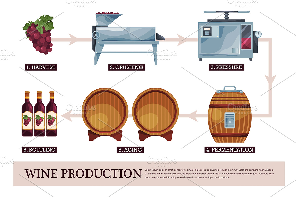 Wine production steps illustration, a Food Illustration by Elegant Solution