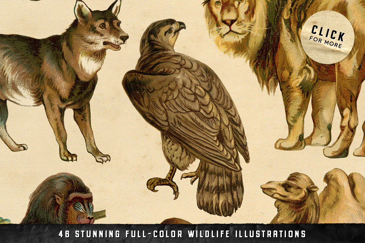 The Vintage Graphics Design Pack, a Decorative Illustration by Century Library (Photo 10 of 14)
