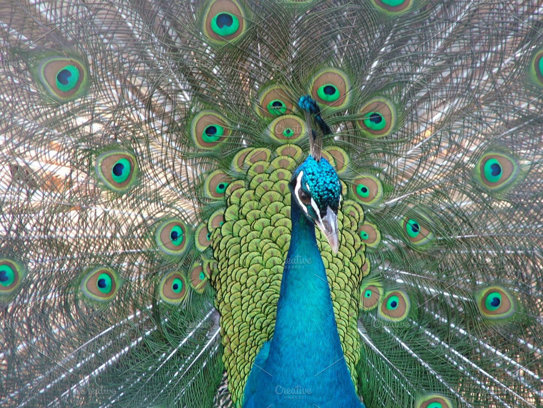 Peacock featuring bird, nature, and animal