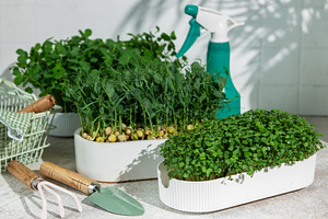 Growing fresh microgreens and seedlings for healthy eating, a Food & Drink Photo by Olena Rudo