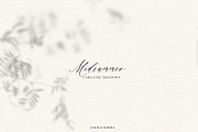Midsummer - field flowers clipart, a Decorative Illustration by whiteheartdesign (Thumbnail 8 of 16)
