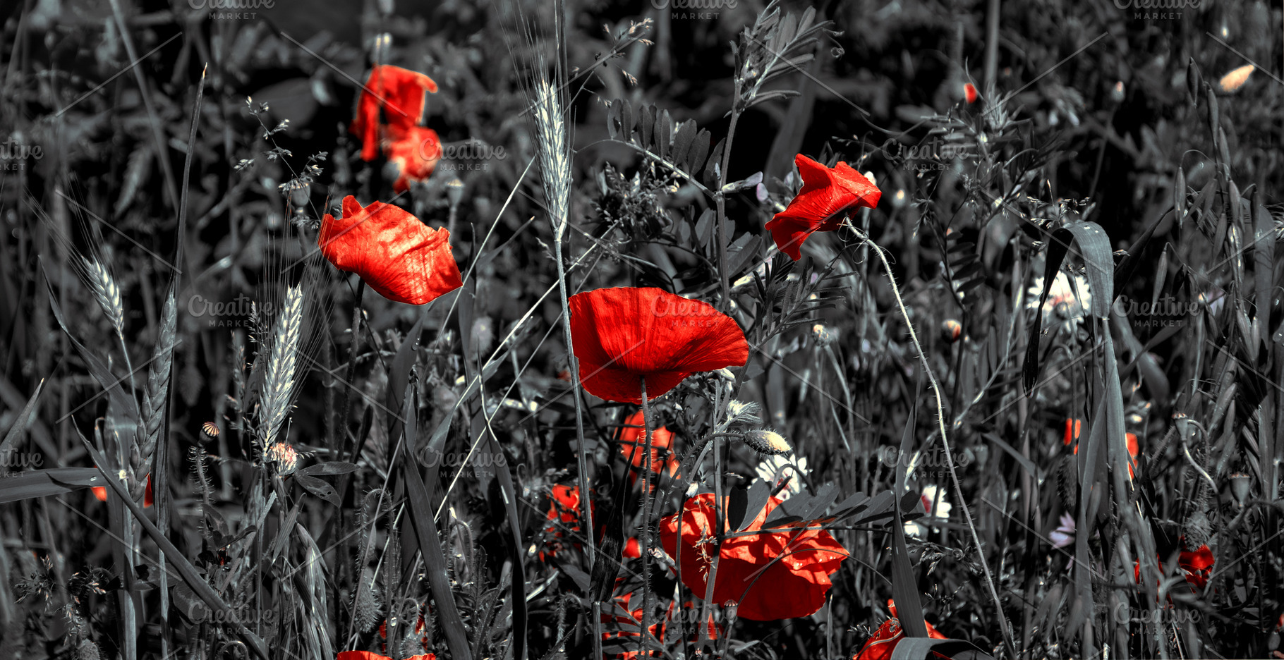 Mourning poppy flowers., a Nature Photo by Elena Dijour Photography