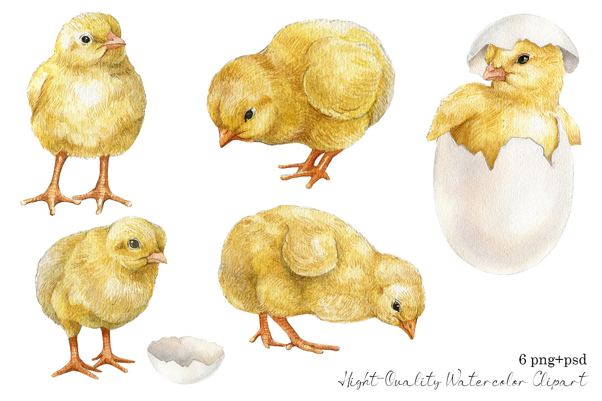 Watercolor easter chicken clipart, an Animal Illustration by yana.fefelova (Photo 2 of 4)