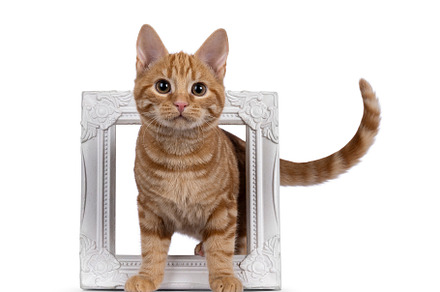 European Shorthair cat on white background