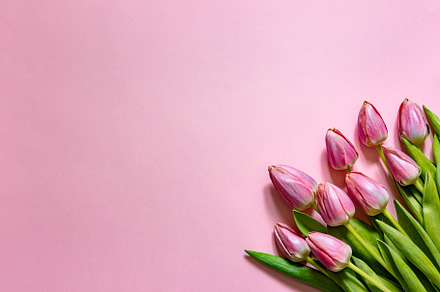 pink tulips on pink