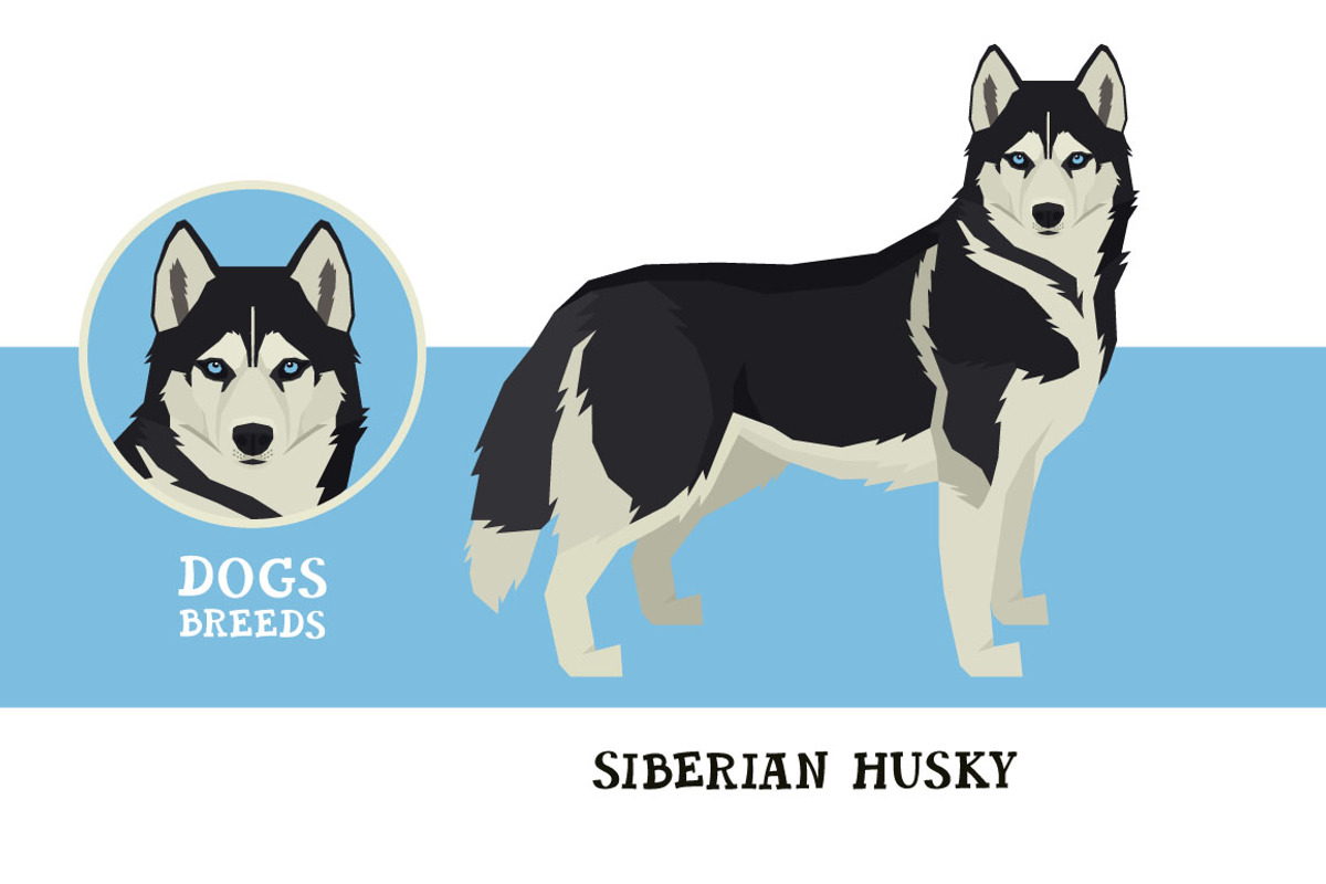 Dog breeds Siberian Husky, an Animal Illustration by Nenilkime (Photo 1 of 3)