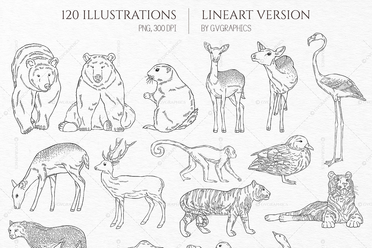 Into the Wild Collection, an Animal Illustration by GVGraphics (Photo 5 of 24)