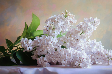 Elegant white lilacs indoors, a Photo by Beautiful things