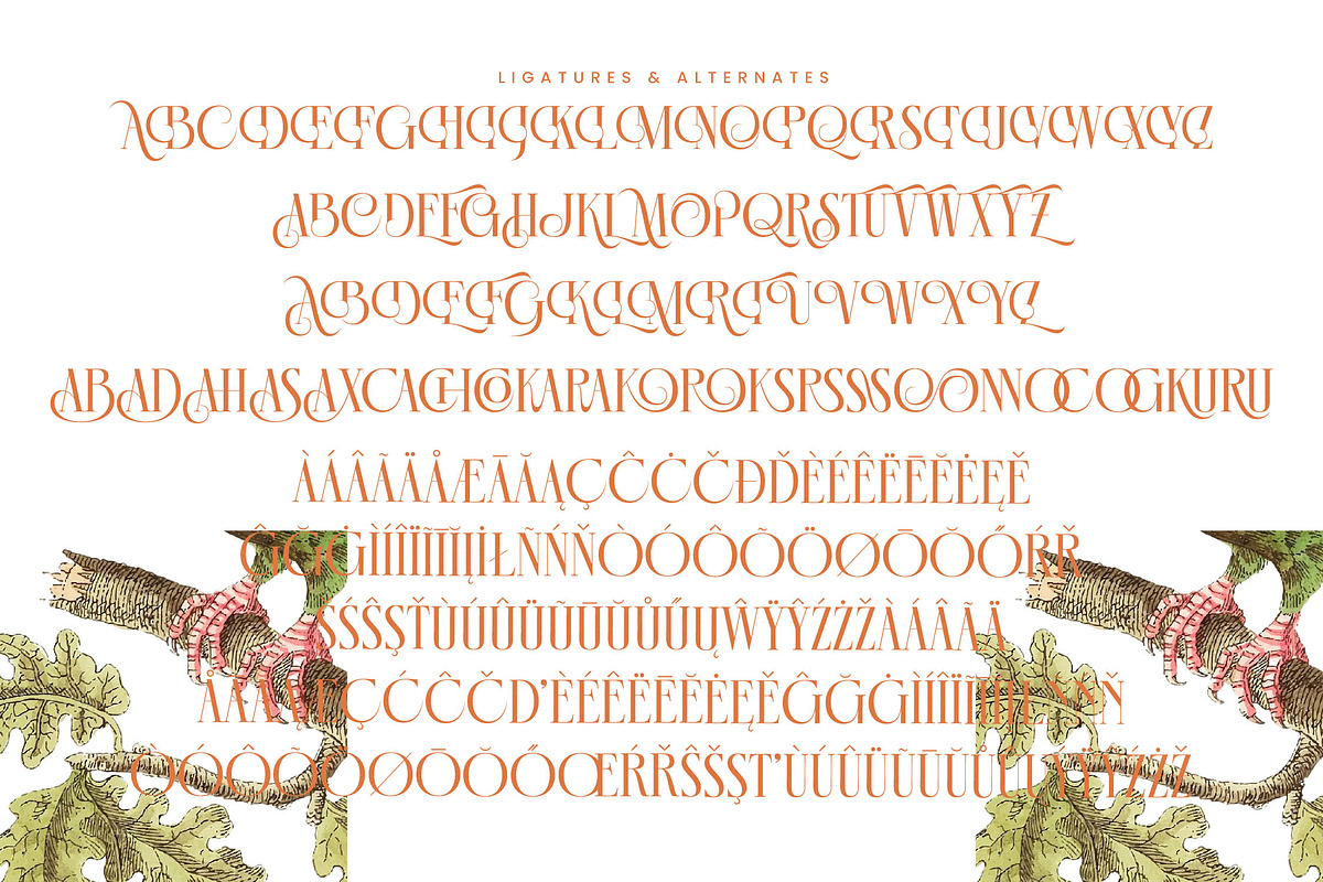 Mecoka Groove Elegant Serif Font, a Serif Font by timelesstype.co (Photo 19 of 20)