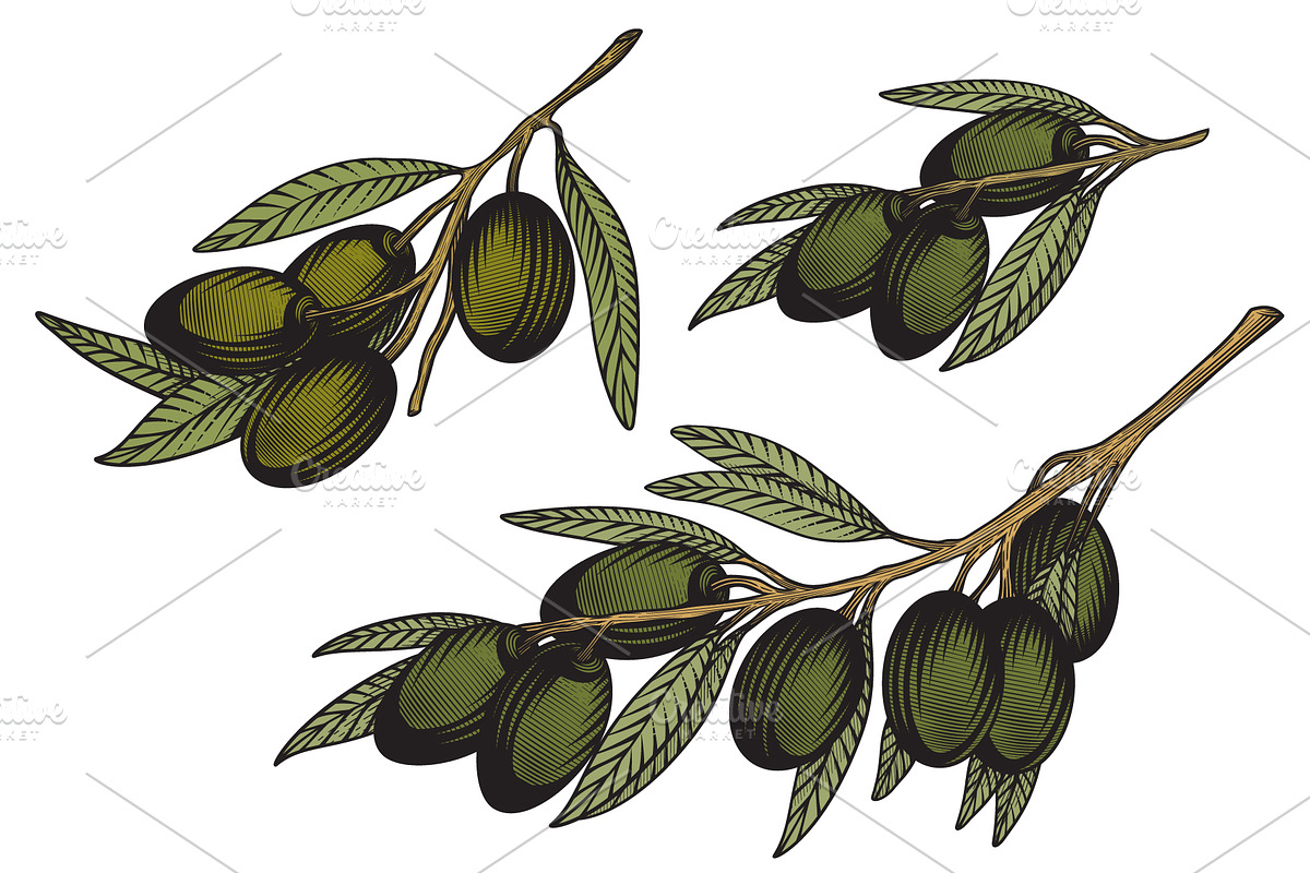 Olivet - olive branch collection, a Decorative Illustration by VioSilent (Photo 4 of 10)