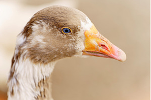 Close-up of a white goose with, an Animal Photo by darksoul72