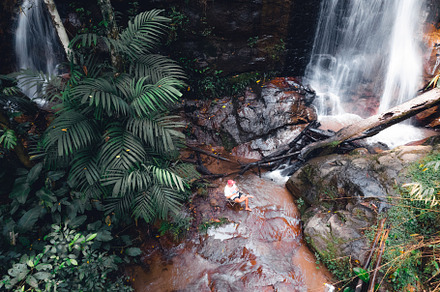 Waterfall In The Forest, a Nature Photo by Art Rachen