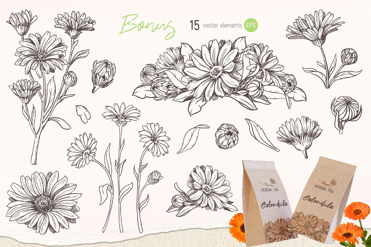 Solar Calendula. Watercolor set, an Illustration by Tata Pilip (Photo 7 of 7)