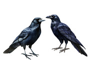 Vintage Ravens and Crows Clipart, an Illustration by Designworld (Thumbnail 5 of 6)
