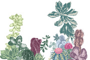 Cactuses and succulents collection, a Decorative Illustration by handsketched (Thumbnail 5 of 7)