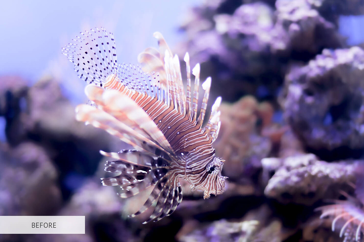 Underwater Photography Presets, a Plug-in Add-On by FixThePhoto (Photo 22 of 32)