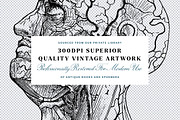 Anatomy & Skeleton PNG Lineart Pack, a Person Illustration by Century Library (Thumbnail 2 of 7)