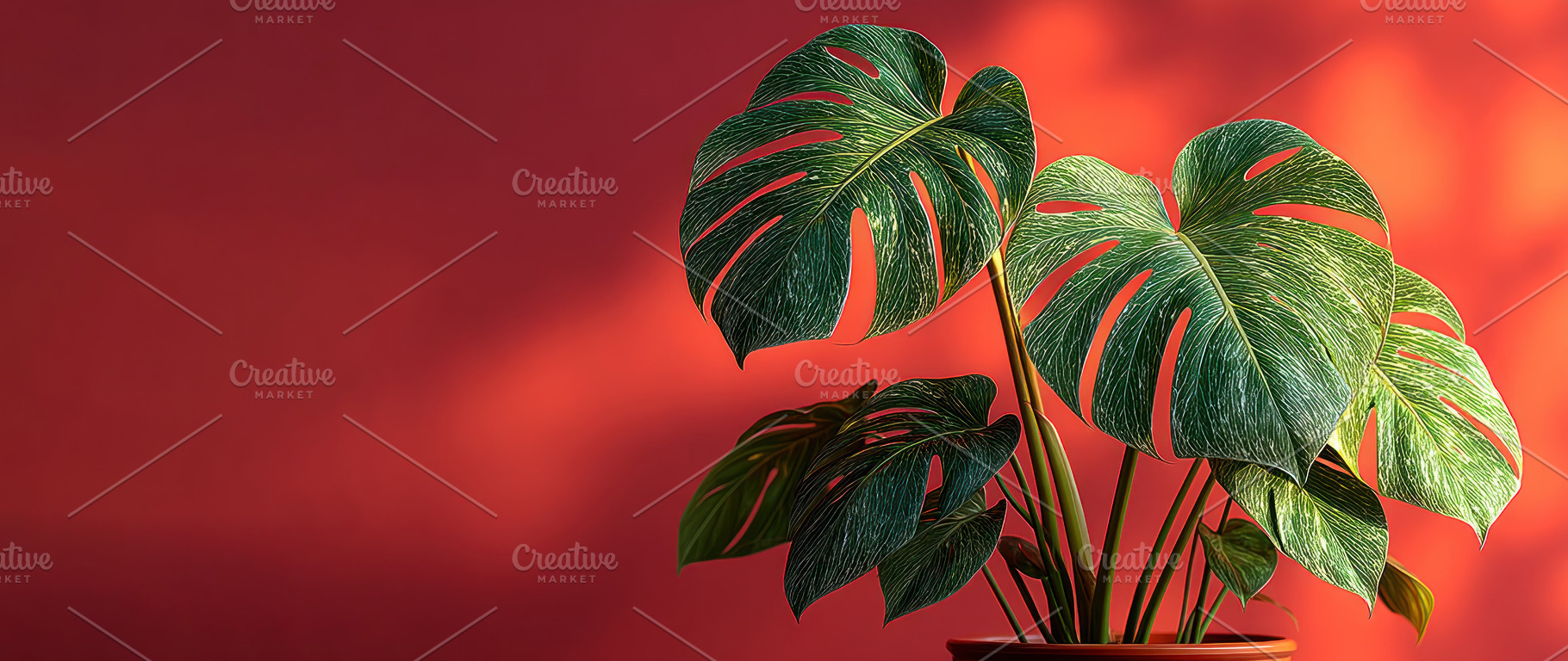 Tropical monstera plant with large glossy green leaves in pot ag, a Background Photo by José Manuel Gelpi