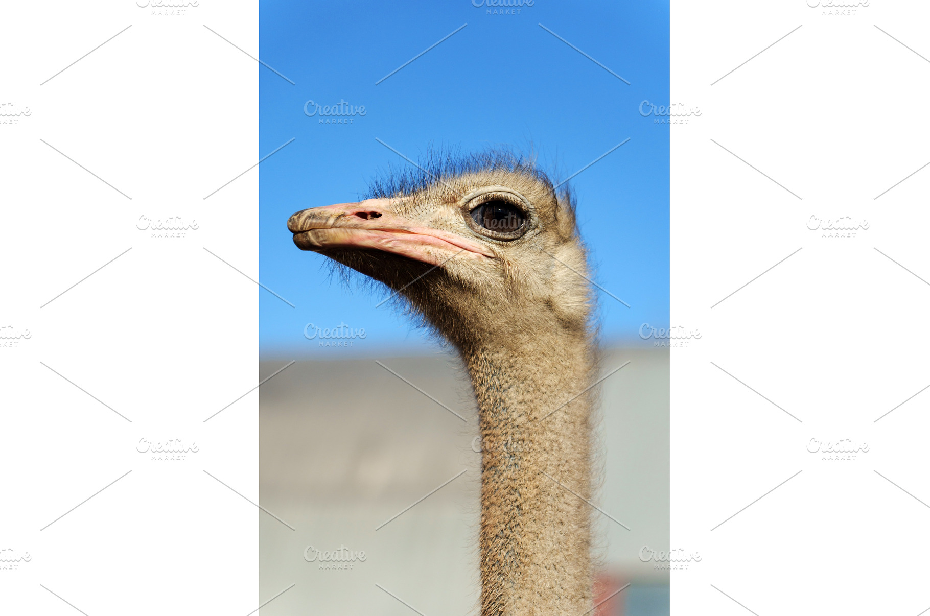 Ostrich profile against a clear blue, an Animal Photo by darksoul72