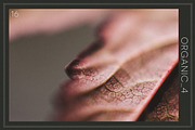Organic 4 | 20 Botanical Photos, a Nature Photo by Melanie Helena (Thumbnail 17 of 21)
