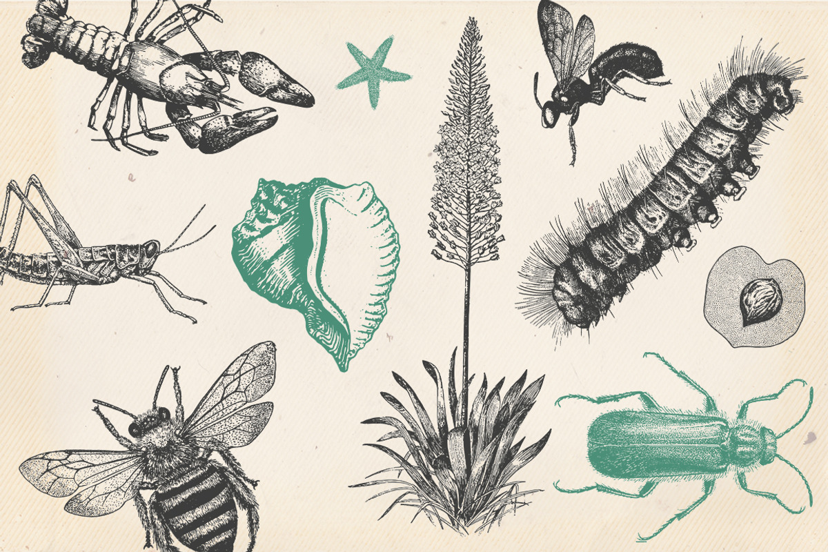 Vintage Bundle 2500+ Free Update, an Animal Illustration by Retro Machine (Photo 65 of 170)