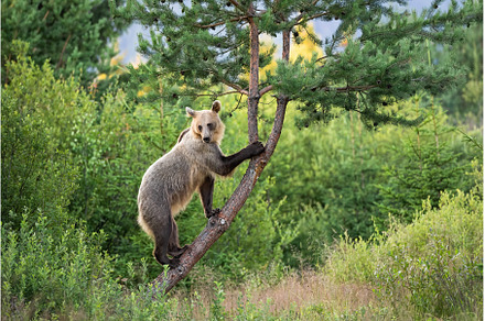 Agile brown bear female with bright, an Animal Photo by WildMedia