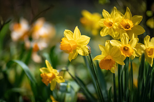 Yellow daffodils blooming in a spring garden, sunny nature scene, a Photo by Studio ANNA