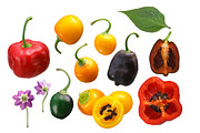 Rocoto peppers, an Object Graphic by Hortimages (Thumbnail 2 of 3)