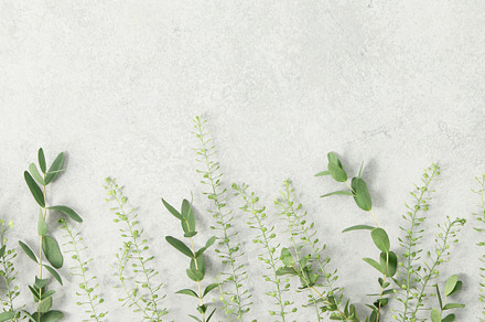 Green leaves background top view, banner size, green and grey co, an Abstract Photo by Natalia Klenova's Shop