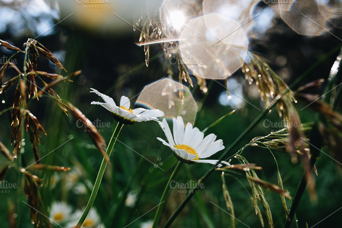 White spring daisies, a Nature Photo by Ana Dee Photography (Photo 1 of 2)