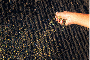 The farmer sows lawn grass, a Nature Photo by yanadjana
