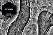 Cytoplasm, a Texture Graphic by Jennifer Lauren Creative (Thumbnail 1 of 9)