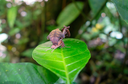 Leaf mimic praying mantis in Cuyabeno rainforest, Ecuador
