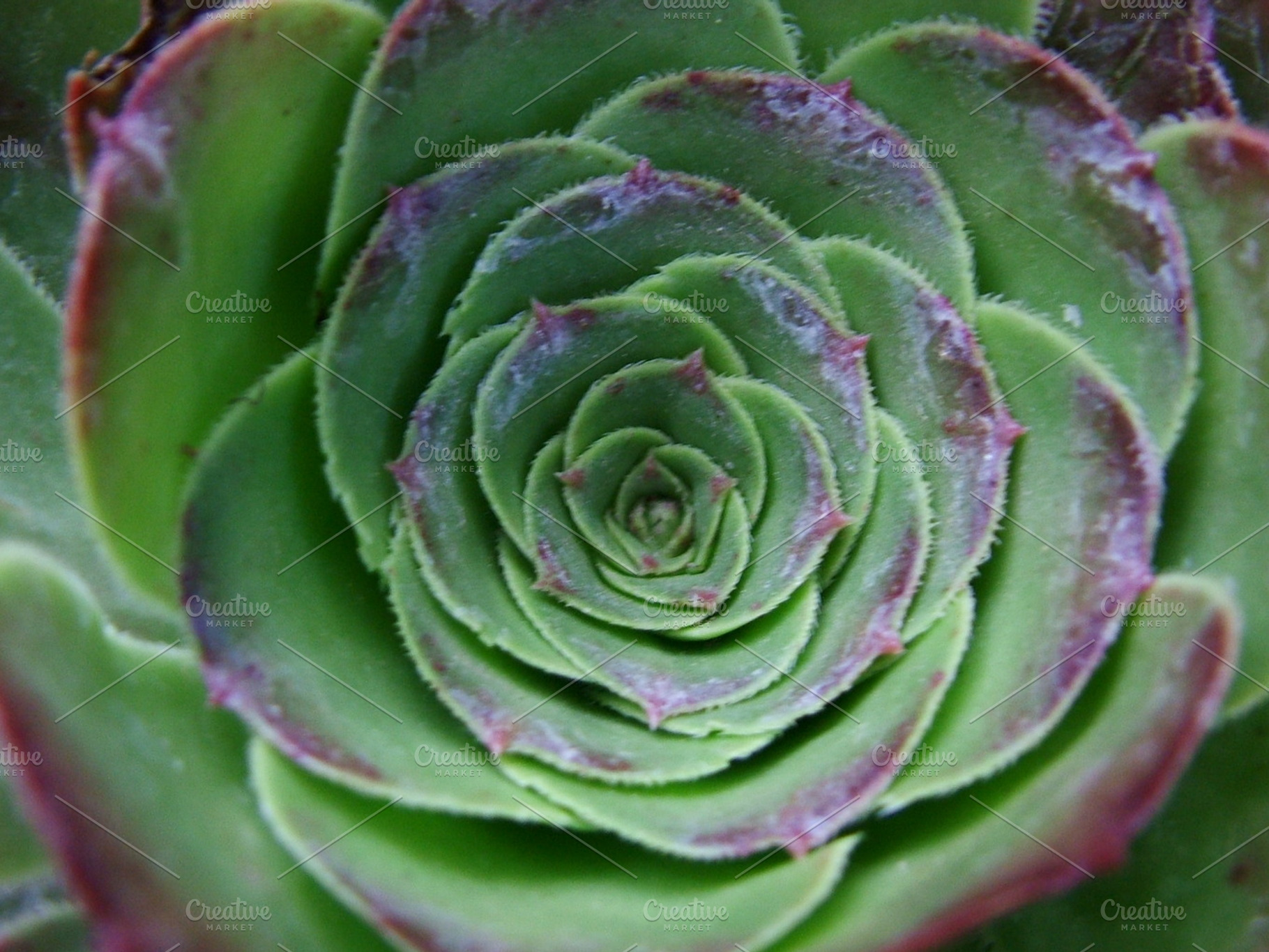 Succulent Rosette