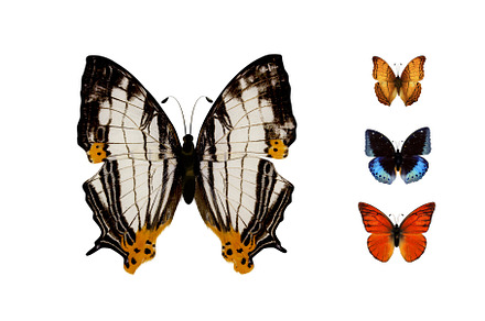 butterfly, an Animal Photo by BazziBa♥
