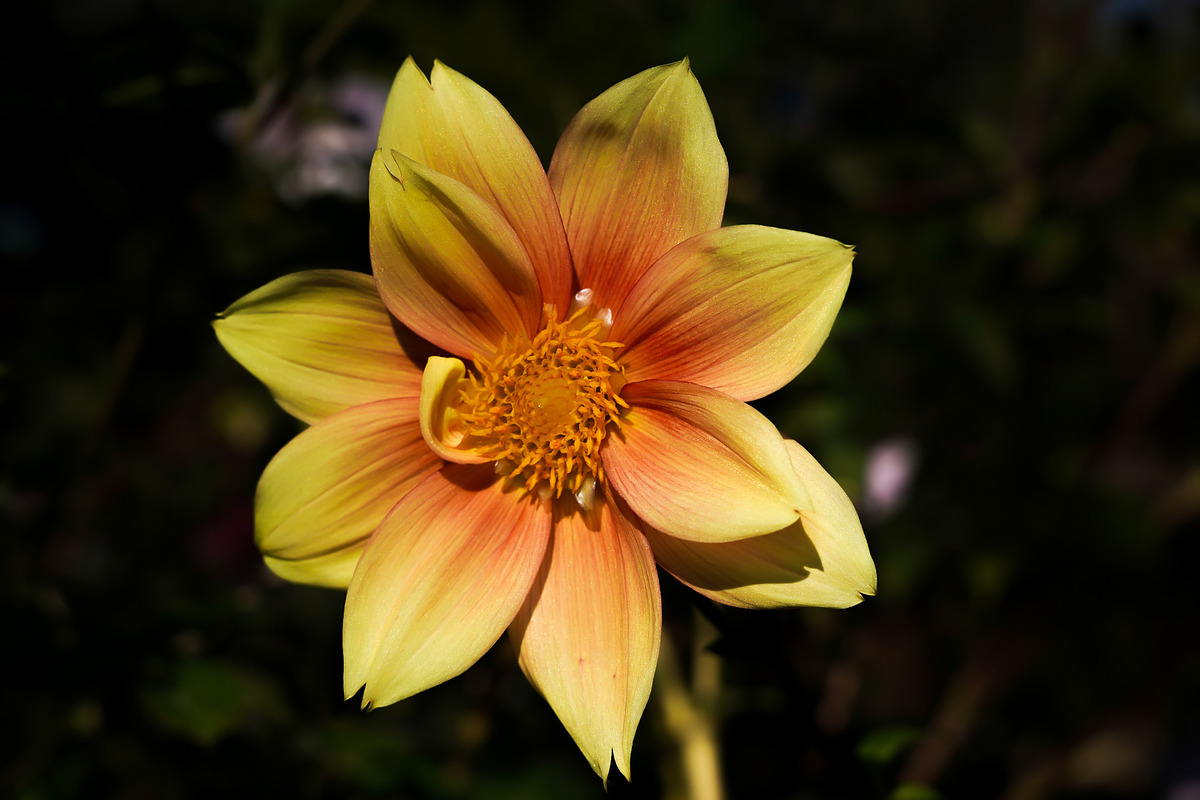 Flower & Garden Collection 15 photos, a Nature Photo by Silent Nature (Photo 13 of 14)