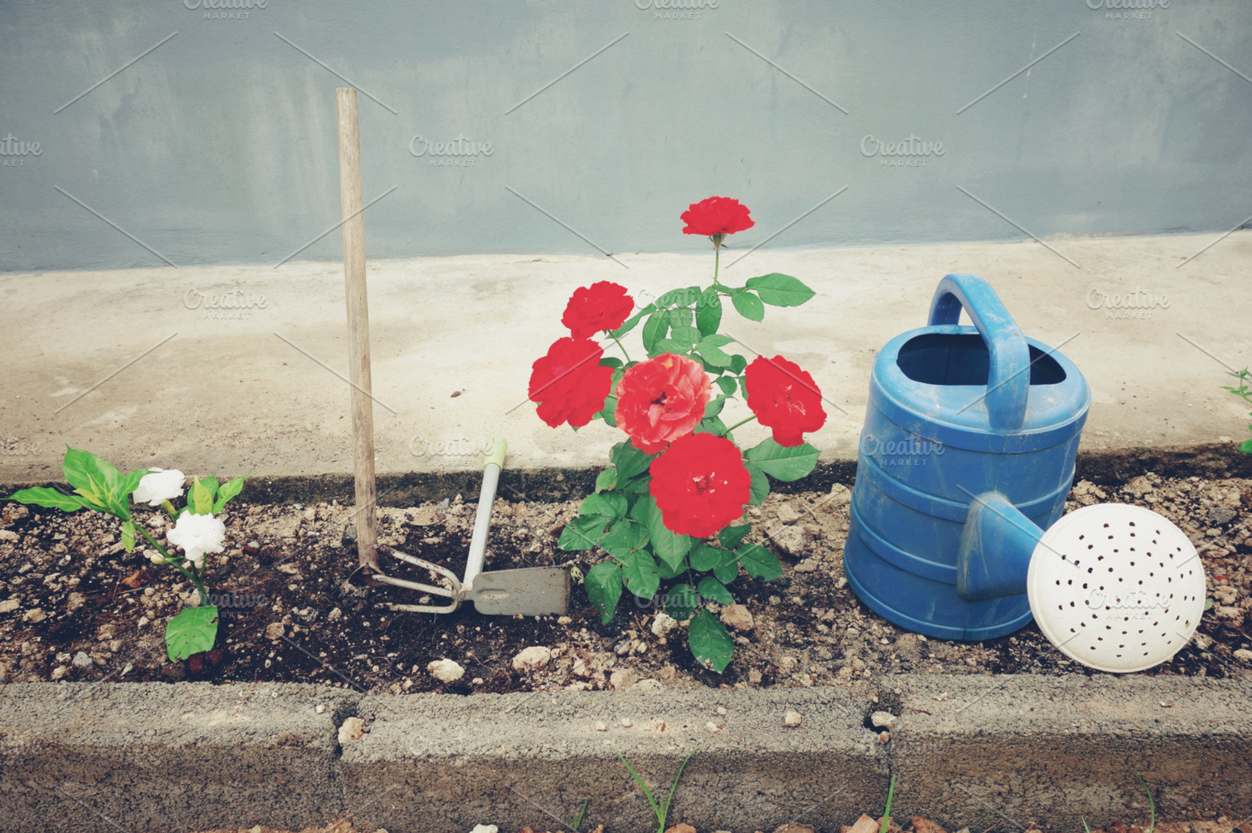 Little garden with gardening tools containing rose, flower, and garden