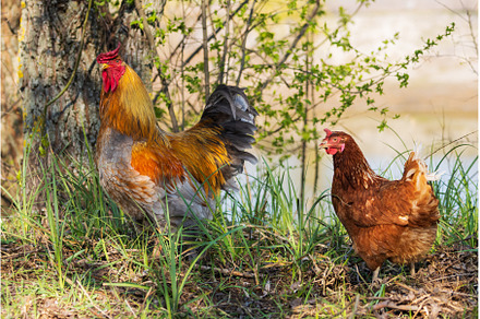 Rooster and horse | Animal Stock Photos ~ Creative Market
