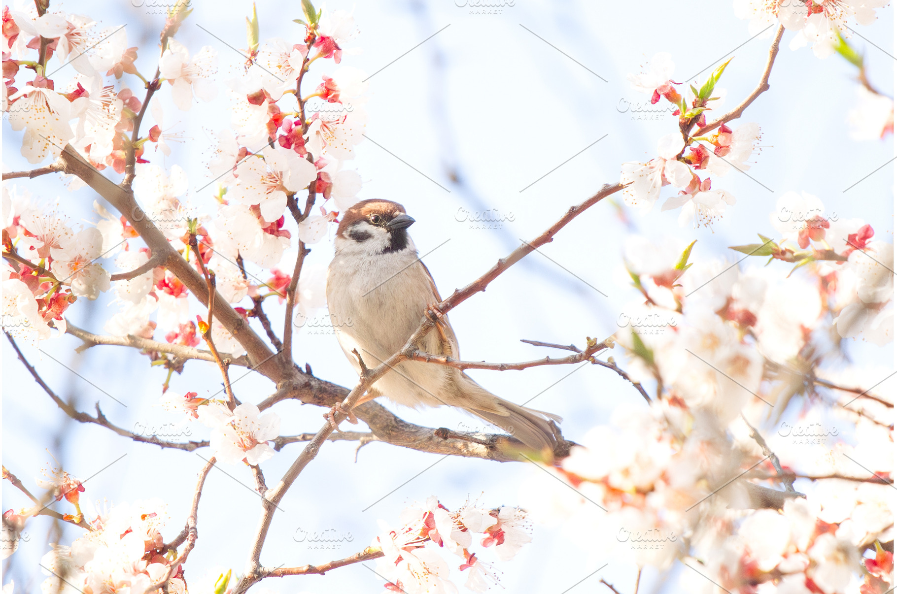 Male house sparrow Passer domesticus, a Nature Photo by Pakosta