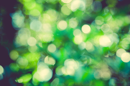 Iseeyouphoto forestbokeh 2 containing forest, trees, and green preview 6