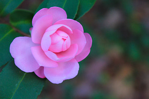 Pink flower stock photo containing flower and nature