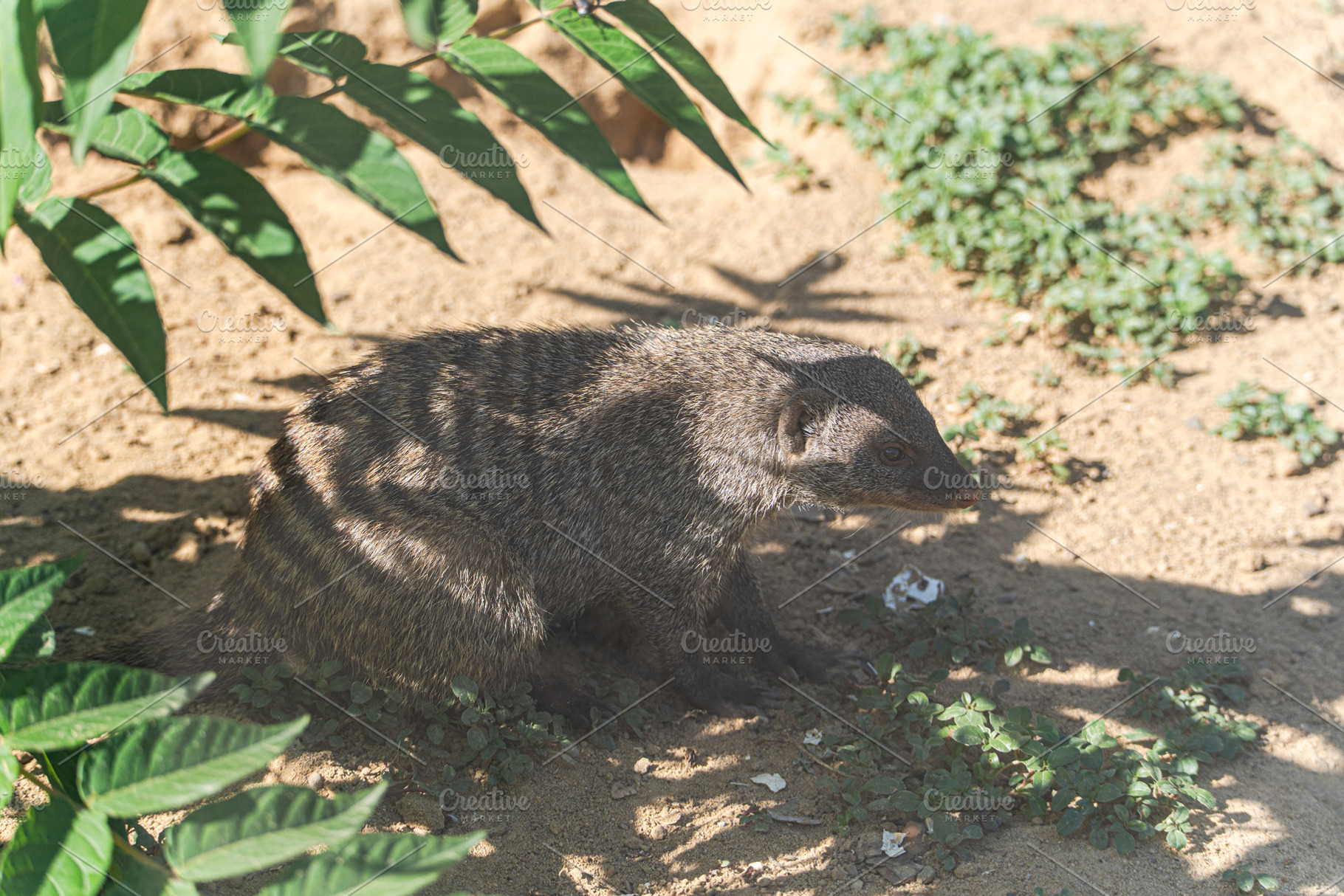 Cute mongoose animal outdoor, an Animal Photo by Anna Bogush